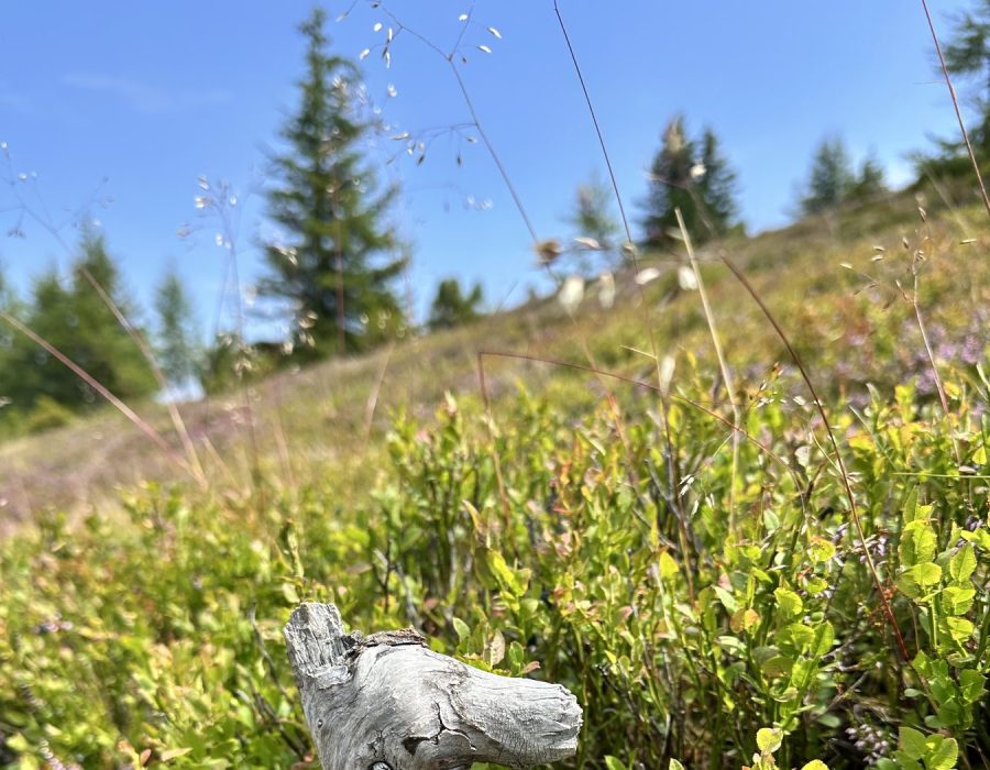 Ausztria 2026 augusztus – Murau–Kreischberg, Ausztria – nordic walking túra