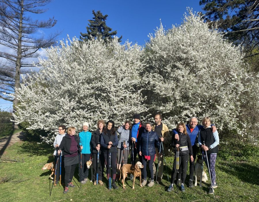 Csapatépítő nordic walking program – Gyalogolj.hu