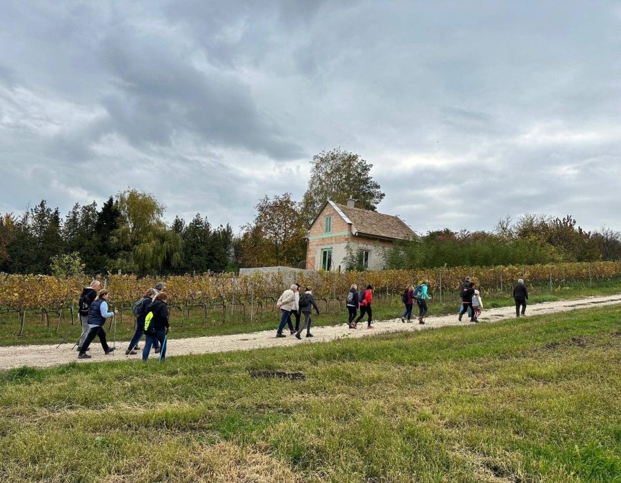 Etyeki gasztrotúra 2024 ősz – Etyek – nordic walking túra