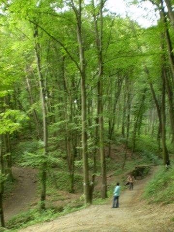 Bakony – nordic walking kirándulás