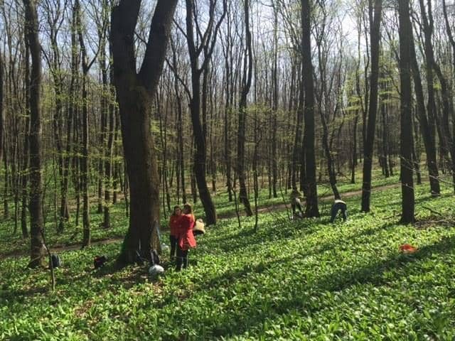 Medvehagyma túra – nordic walking kirándulás