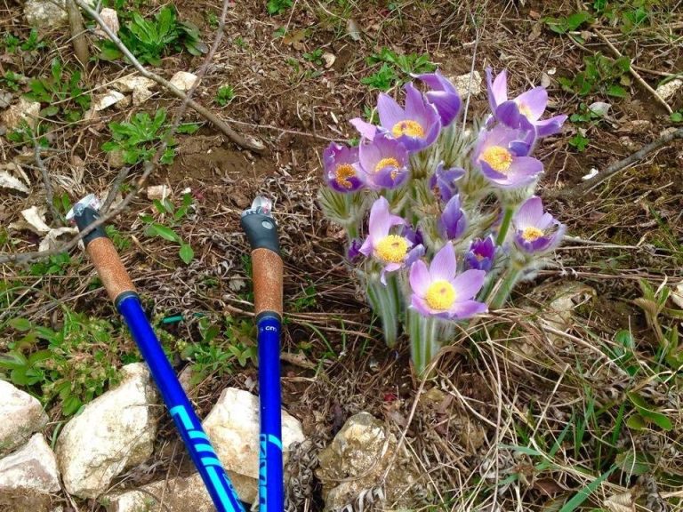 Tavaszi edzések – nordic walking edzés a Budai-hegyekben