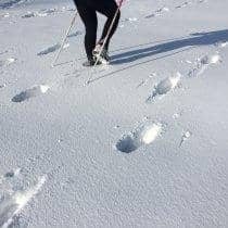 Téli edzések – nordic walking edzés a Budai-hegyekben